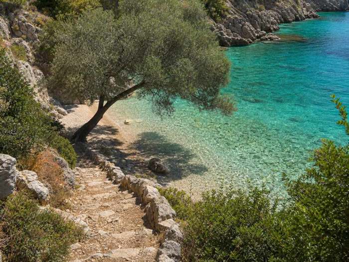 Μικρή ήσυχη παραλία με ελιά και καθαρά νερά